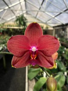 Phalaenopsis Pylo's Flame