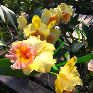 Rhyncholaeliocattleya Heathers Gold