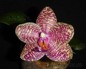 Phalaenopsis Zheng Min Xeme