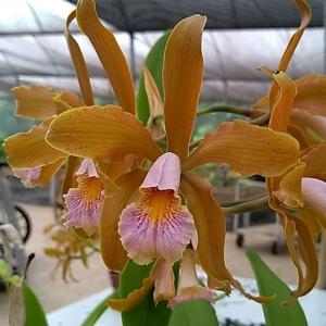 Cattleya Juno