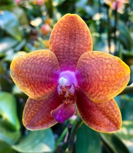 Phalaenopsis Pingtung Bronze Age