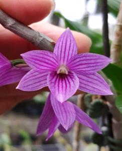 Dendrobium Hanlin Mikotae