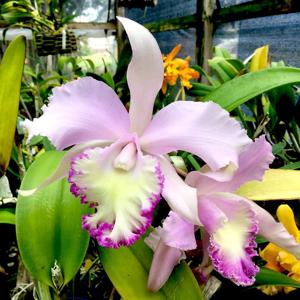 Rhyncholaeliocattleya Priscilla Howard