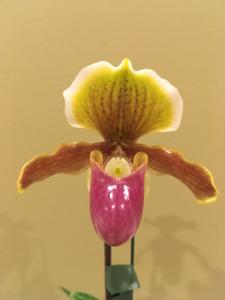 Paphiopedilum Fajen's Bold Helen