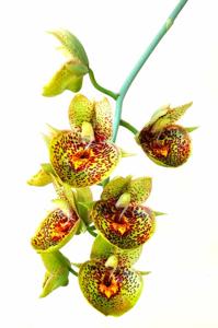 Catasetum Orchidglade