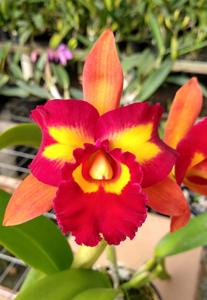 Rhyncholaeliocattleya Nobile's Tropical Sunset