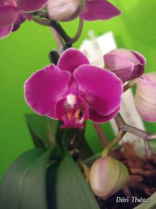 Phalaenopsis Morelia