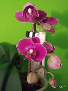 Phalaenopsis Morelia