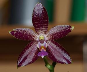 Phalaenopsis Viricea