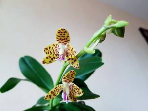 Phalaenopsis Little One