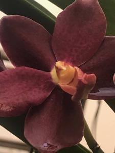 Trichovanda Thai Velvet