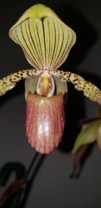 Paphiopedilum Julius