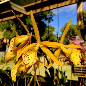 Brassocattleya Yellow Bird