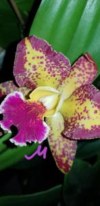 Rhyncholaeliocattleya Waianae Leopard-Hawaiian Galaxy