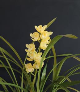 Cymbidium Lemon Ice