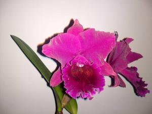 Rhyncholaeliocattleya Burdekin Fire Ball