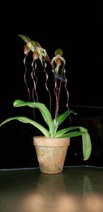 Paphiopedilum Raingreen's Grande