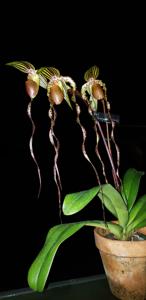 Paphiopedilum Raingreen's Grande