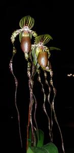 Paphiopedilum Raingreen's Grande