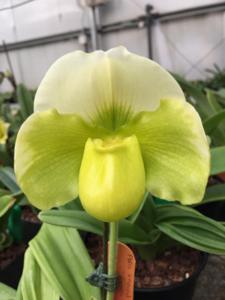 Paphiopedilum Emerald Lake