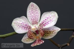 Phalaenopsis Fine Art