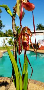 <i>Phragmipedium</i> Bel Croute