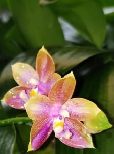 Phalaenopsis Yaphon Surprise Happiness