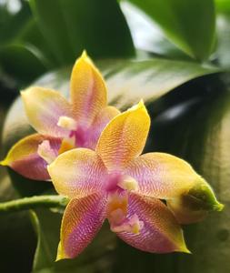 Phalaenopsis Yaphon Surprise Happiness