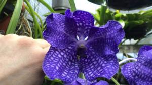 Vanda Pakchong Blue