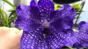 Vanda Pakchong Blue