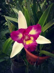 Rhyncholaeliocattleya Haw Yuan Beauty