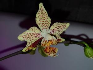 Phalaenopsis Harto Kolopaking