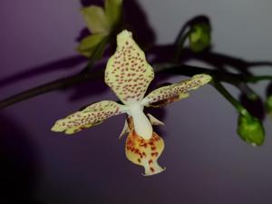 Phalaenopsis Harto Kolopaking