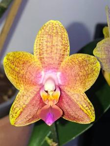 Phalaenopsis Pingtung Bronze Age