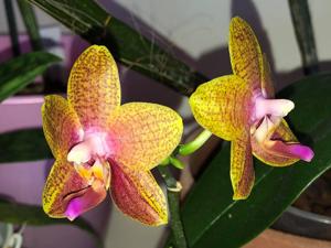 Phalaenopsis Pingtung Bronze Age