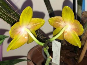 Phalaenopsis Pingtung Bronze Age