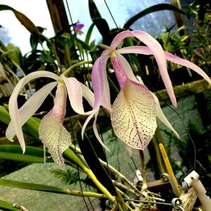 Brassocattleya Jane Buss