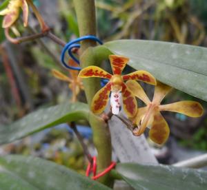 Trichoglottis Made in Thailand