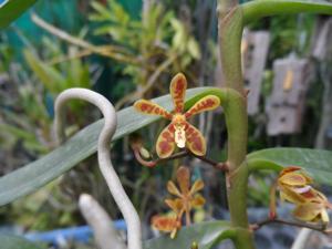 Trichoglottis Made in Thailand