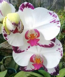 Phalaenopsis Ching Hua Magic