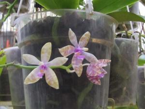 Phalaenopsis Dreieich Star