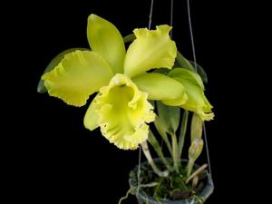 Rhyncholaeliocattleya Sung Ya Green