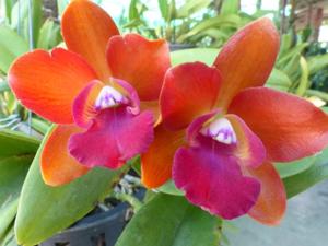 Cattlianthe Chocolate Doce