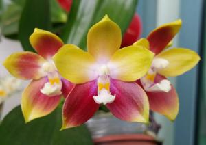 Phalaenopsis Tying Shin Fly Eagle