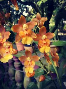 Oncidium Hwuluduen Pixie