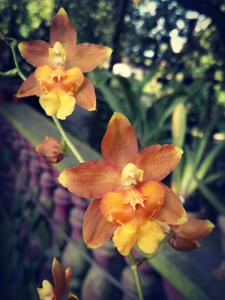 Oncidium Hwuluduen Pixie