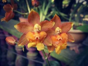 Oncidium Hwuluduen Pixie