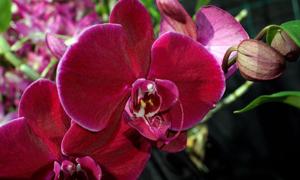 Phalaenopsis OX Black Face