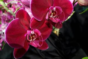 Phalaenopsis OX Black Face