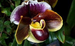 <i>Paphiopedilum</i> Spring Fling-Jenna Marie